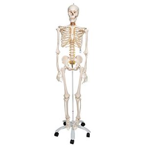 3B Scientific Anatomia ludzka elastyczny model szkieletowy Fred + bezpłatne oprogramowanie anatomiczne Smart Anatomy, standardowy statyw 3B Scientific Anatomia ludzka elastyczny model szkieletowy Fred + bezpłatne oprogramowanie anatomiczne Smart Anatomy, standardowy statyw