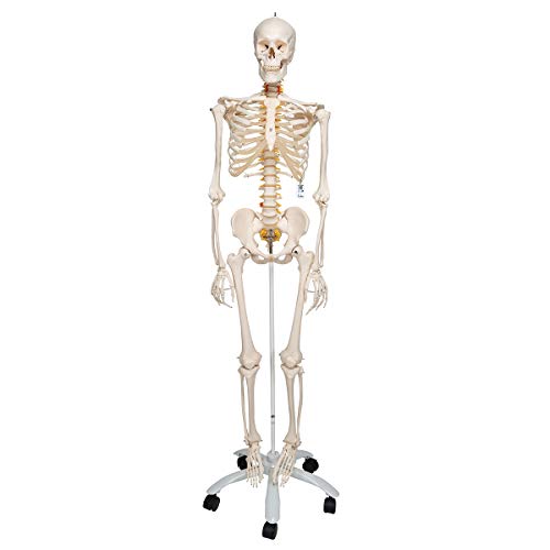 3B Scientific Anatomia ludzka elastyczny model szkieletowy Fred + bezpłatne oprogramowanie anatomiczne Smart Anatomy, standardowy statyw 3B Scientific Anatomia ludzka elastyczny model szkieletowy Fred + bezpłatne oprogramowanie anatomiczne Smart Anatomy, standardowy statyw