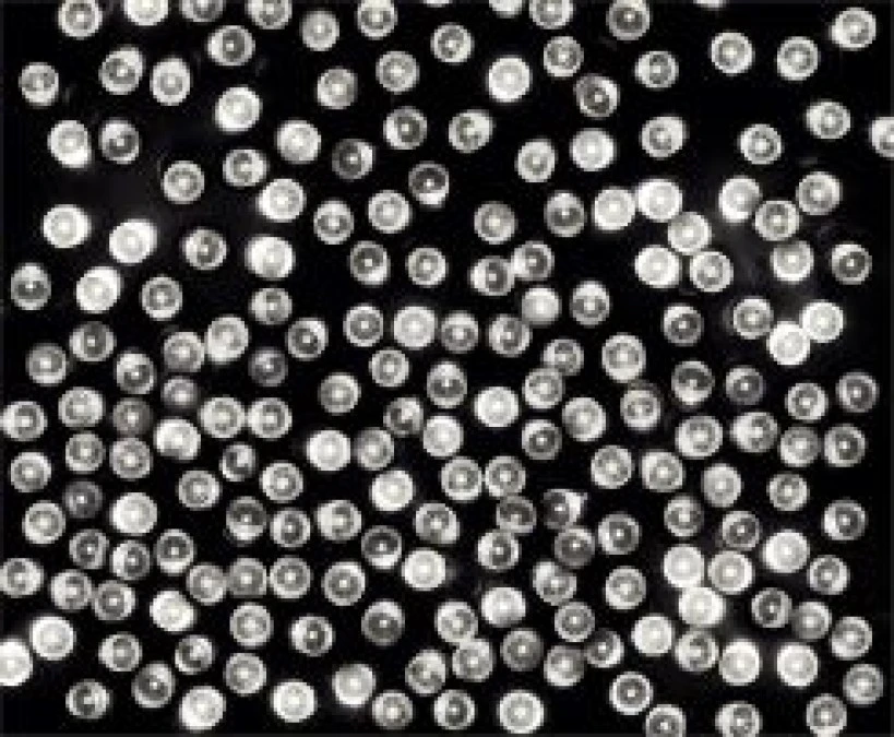 Lampki choinkowe LED 100l z gniazdkiem biały 9,9m 230V/31V 8,4 W IP 44 na zewnątrz i do wnętrz 13‑102 - obrazek 1